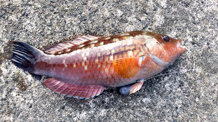 ベラは美味しい魚!釣って楽しい刺身でも旨いベラは粋な釣魚 ベラは美味しい魚!釣って楽しい刺身でも旨いベラは粋な釣魚