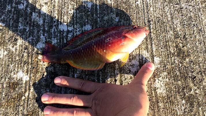 ベラは美味しい魚!釣って楽しい刺身でも旨いベラは粋な釣魚 ベラは美味しい魚!釣って楽しい刺身でも旨いベラは粋な釣魚
