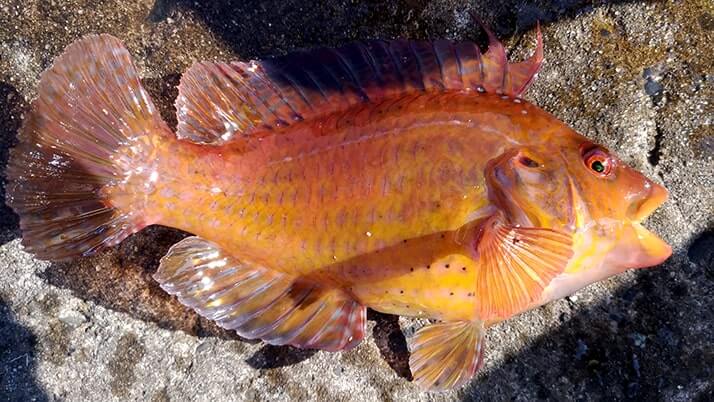 ベラは美味しい魚!釣って楽しい刺身でも旨いベラは粋な釣魚 ベラは美味しい魚!釣って楽しい刺身でも旨いベラは粋な釣魚