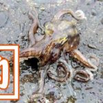 イイダコ釣り!堤防から簡単に釣れて初心者にもおすすめ! イイダコ釣り!堤防から簡単に釣れて初心者にもおすすめ!