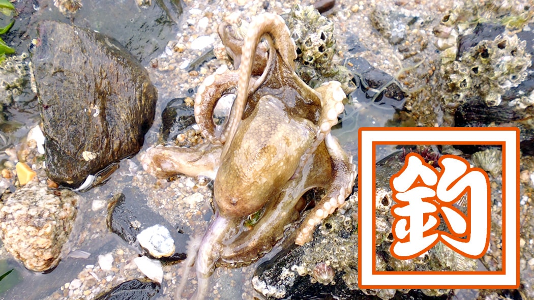 イイダコ釣り！旬の時期は簡単に釣れ初心者にもおすすめ！