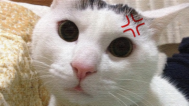 ヅラ猫は以外とビビり屋さん。大五郎ダンボールに隠れる！