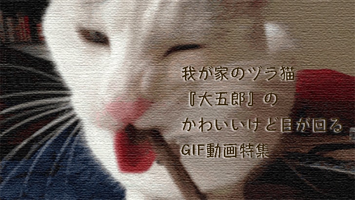 我が家のヅラ猫『大五郎』のかわいいけど目が回るGIF動画特集