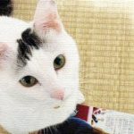『今戸神社』招き猫発祥の地にある縁結びで有名な神社