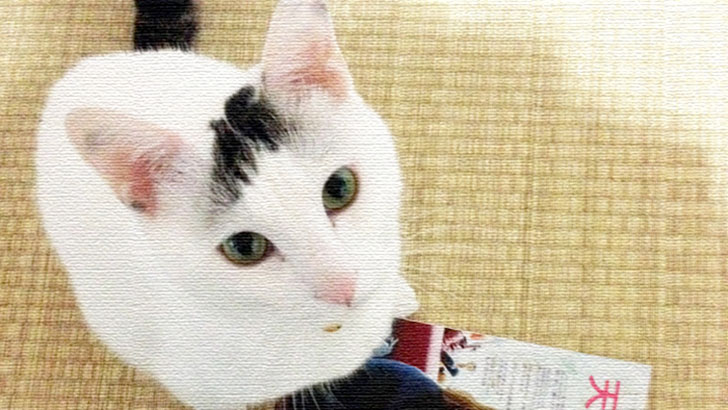 我が家のヅラ猫大五郎が『天然ねこ生活』に掲載されました！