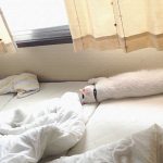 もう目薬（サンテFXネオ）が無いと目を開けていられない