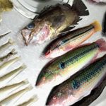 釣り2本立て!旧江戸川シーバスルアー釣り→千葉内房五目釣り 釣り2本立て!旧江戸川シーバスルアー釣り→千葉内房五目釣り