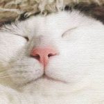 「何かやるにもキャパって大事」蕎麦打ちパーティーで痛感したのだ