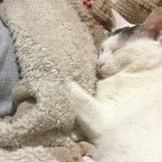 コタツよコタツ、コタツさん。ヅラ猫は貴方に夢中です。
