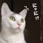ヅラ猫のそんな姿がたまりません！マッサージをするの巻