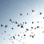 キミは一体何を見た！？ヅラ猫の視線の矛先は…。