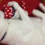 ヅラ猫さん、お手製キャットタワーのその後はいかが？