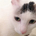 ヅラ猫は仲良しの母ちゃんとだってケンカはするんです。