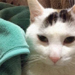 どうしましょう！ヅラ猫のロマンティックが止まらない！