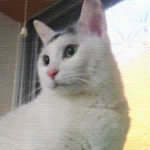 ヅラ猫よりニャンコとすぐ仲良くなれる方法教えちゃう。