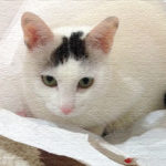ヅラ猫とわたし。出会うまでのあんなことやこんなこと。