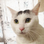 ヅラ猫は見つけた。そこに素敵な洞穴があったそうな。