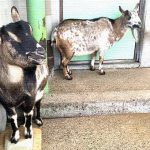 ヅラ猫の好物はカリカリ！食後はお約束のアレやりますよ。
