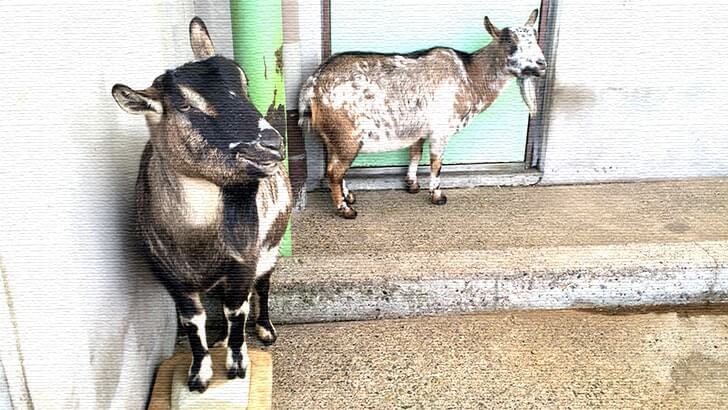 西亀有にある動物園のような公園『上千葉砂原公園』