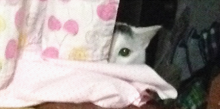 ヅラ猫は以外とビビり屋さん。大五郎ダンボールに隠れる！