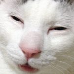 ニャンニャンニャン！ヅラ猫さん今日は猫の日ですよー。