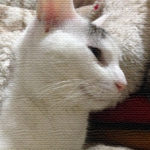 今日も今日とて書こう書こう！1年後の自分に「おもしろい」と言われるように