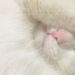 猫のかわいい行動30選！面白かわいいヅラ猫画像