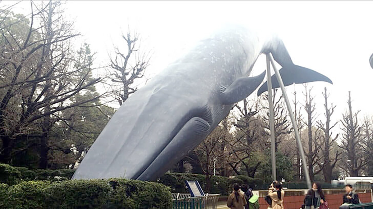 上野の国立科学博物館前にあるシロナガスクジラ大模型