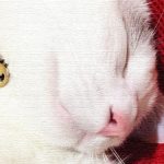 顔って内面が表れるのかしら　人の目を見て話すのは得意じゃないけれど