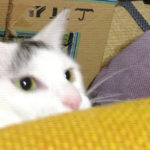 裸足で地面に触れていたい