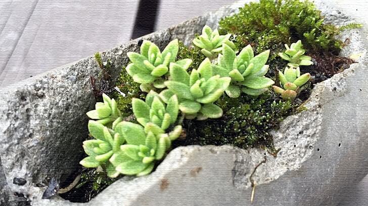 瓶の中の小さな世界！かわいくおしゃれな苔テラリウムの作り方