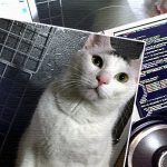 ヅラネコさん『スキマノ』って知っているかい？