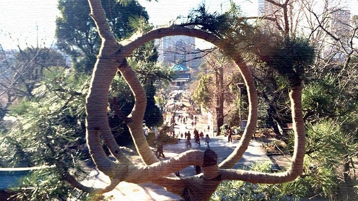 上野公園にある重要文化財 寛永寺清水観音堂の『月の松』