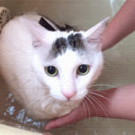 ヅラ猫は一人遊び、母はテラデマルシェに行ってきたよ。