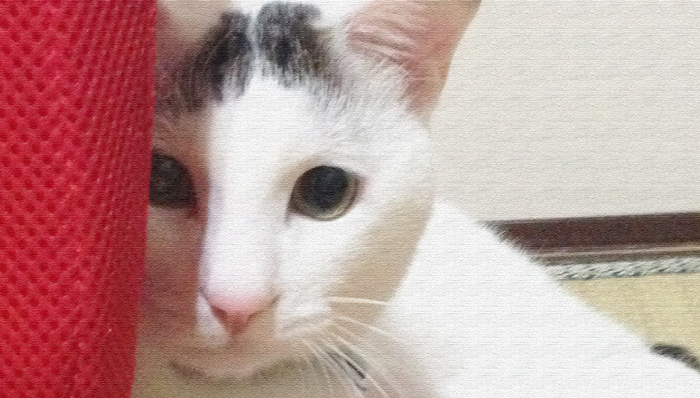 ヅラネコの調教は子猫の時がよくってよ。とイベントのお知らせ。