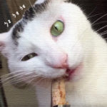 パワースポットには猫がいる！手作り市で出会ったニャンコ