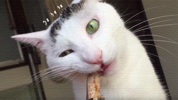 【猫動画】残念なくらい食べ方がきたないヅラ猫Part.2！