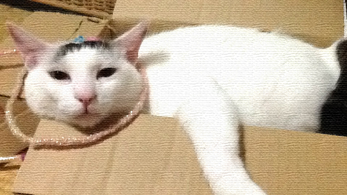 『おデブじゃないんだから!箱が小さいだけ!!』狭いスペースでダラけるヅラネコ 『おデブじゃないんだから!箱が小さいだけ!!』狭いスペースでダラけるヅラネコ