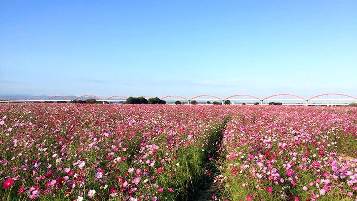 鴻巣市「コスモスフェスティバル」へ！1000万本のコスモスが美しいですよ