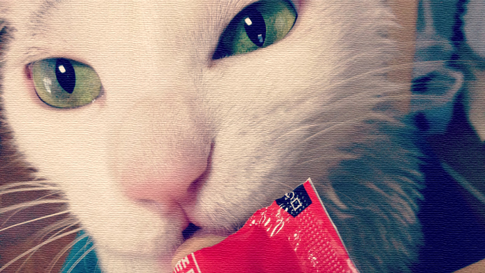みんな大好き!やっぱヅラ猫のおやつもちゅ〜るで決まり!! みんな大好き!やっぱヅラ猫のおやつもちゅ〜るで決まり!!
