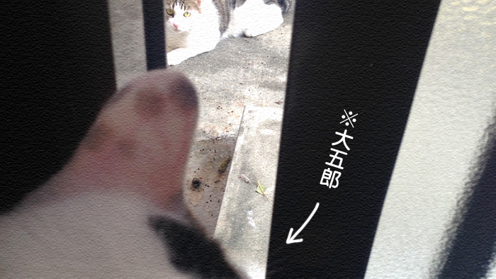 野良とヅラネコが出会った日!アイツと俺の猫物語☆ 野良とヅラネコが出会った日!アイツと俺の猫物語☆