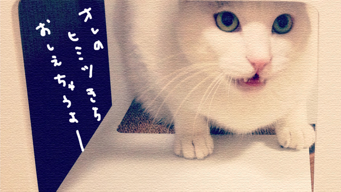 キャットタワーを大五郎にプレゼント♪キャッツデポの「キャットスクエア シェルフスタイル」 キャットタワーを大五郎にプレゼント♪キャッツデポの「キャットスクエア シェルフスタイル」
