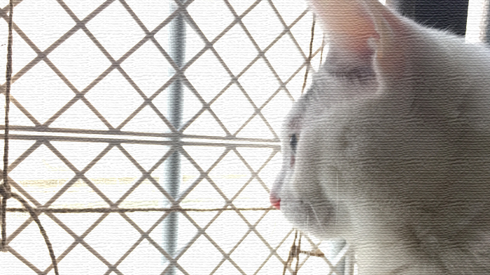 猫ためのDIY! ヅラネコ用の簡易網戸を作ってみました!! 猫ためのDIY! ヅラネコ用の簡易網戸を作ってみました!!