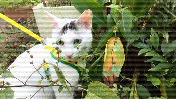 家猫が外へ散歩へ出かけたらヅラ猫はどう変わるの? 家猫が外へ散歩へ出かけたらヅラ猫はどう変わるの?