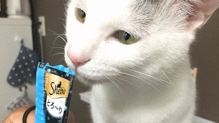 【猫動画】残念なくらい食べ方がきたないヅラ猫Part.2！
