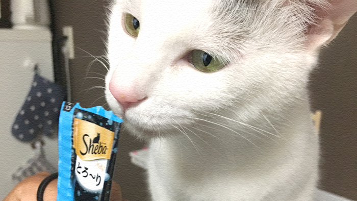 ちゅ〜るvsシーバ☆ヅラ猫はどちらがお好みか検証してみた。 ちゅ〜るvsシーバ☆ヅラ猫はどちらがお好みか検証してみた。