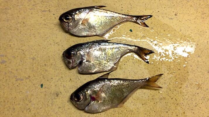 ハタンポで釣りメシ!ハタンポの刺身&塩焼きが絶品すぎた【神津島釣りキャンプ】 ハタンポで釣りメシ!ハタンポの刺身&塩焼きが絶品すぎた【神津島釣りキャンプ】