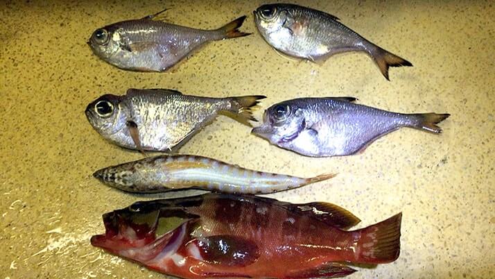 ジギングでアカハタにエソ!刺身に唐揚げで釣りメシだ|神津島釣りキャンプ ジギングでアカハタにエソ!刺身に唐揚げで釣りメシだ|神津島釣りキャンプ