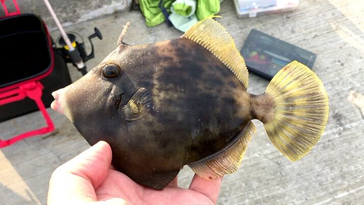 ナンヨウカイワリに赤ブダイ!夜はサバが好釣だぃ|神津島釣りキャンプ ナンヨウカイワリに赤ブダイ!夜はサバが好釣だぃ|神津島釣りキャンプ
