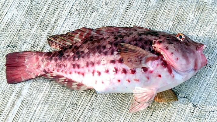 ナンヨウカイワリに赤ブダイ!夜はサバが好釣だぃ|神津島釣りキャンプ ナンヨウカイワリに赤ブダイ!夜はサバが好釣だぃ|神津島釣りキャンプ